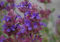 Salvia pachyphylla